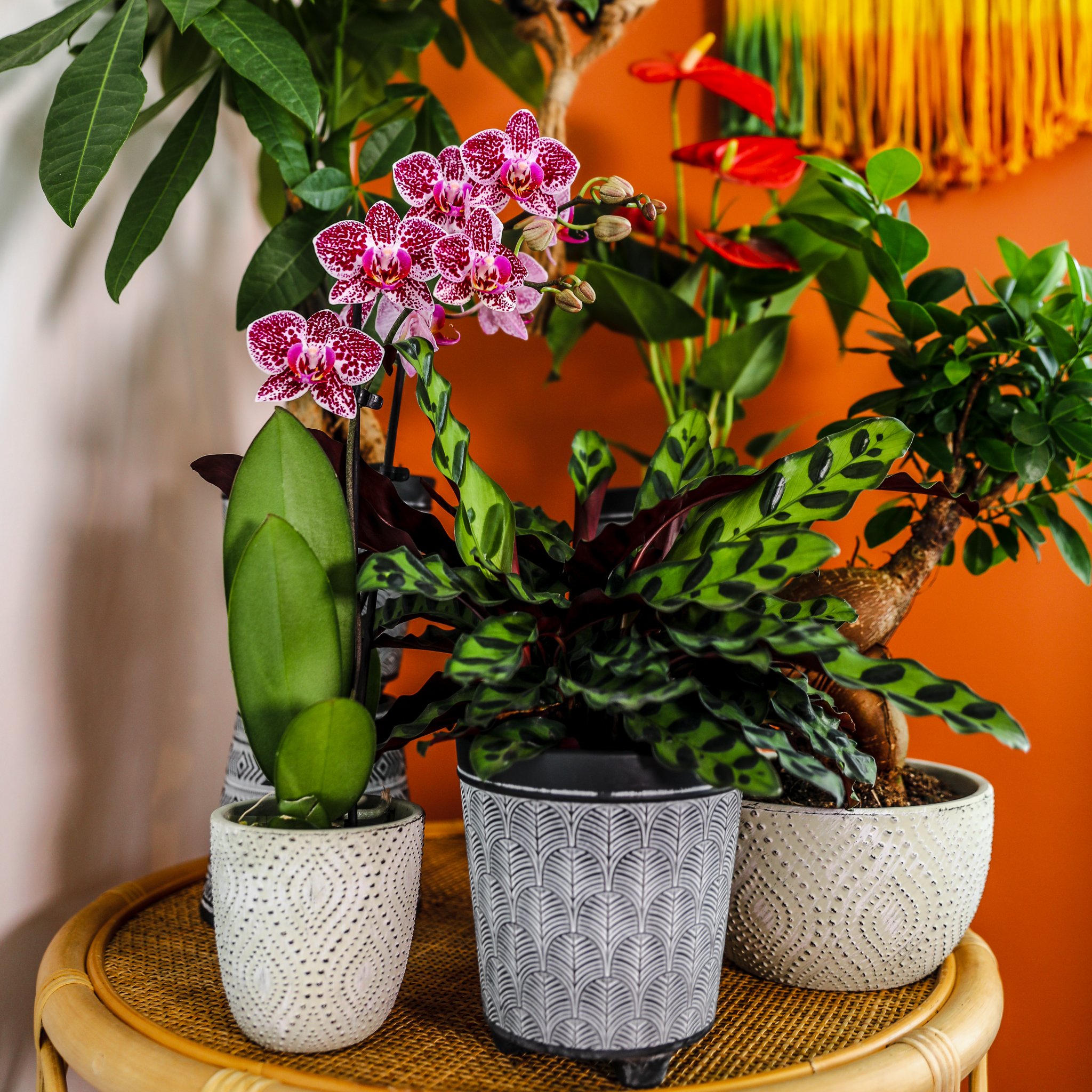 Plant Shelf Styling 101 Max vs. Miles