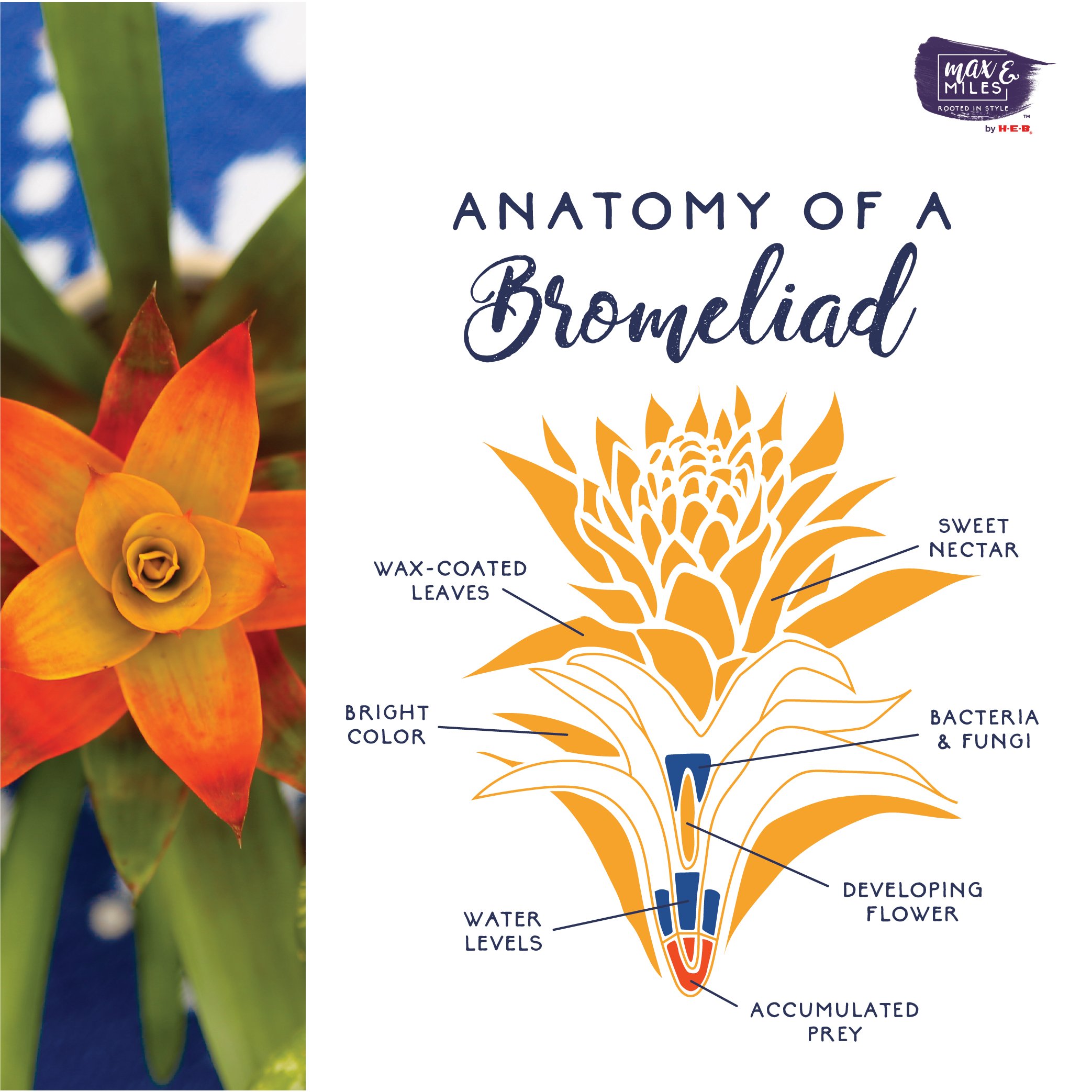 MM_Anatomy of a Bromeliad_Blog Post