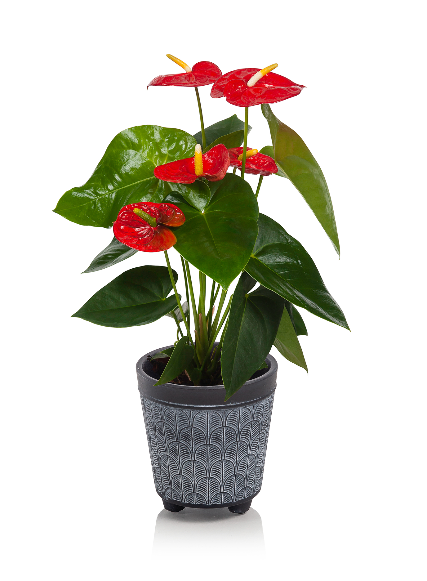 Max Scallop 5in_Anthurium