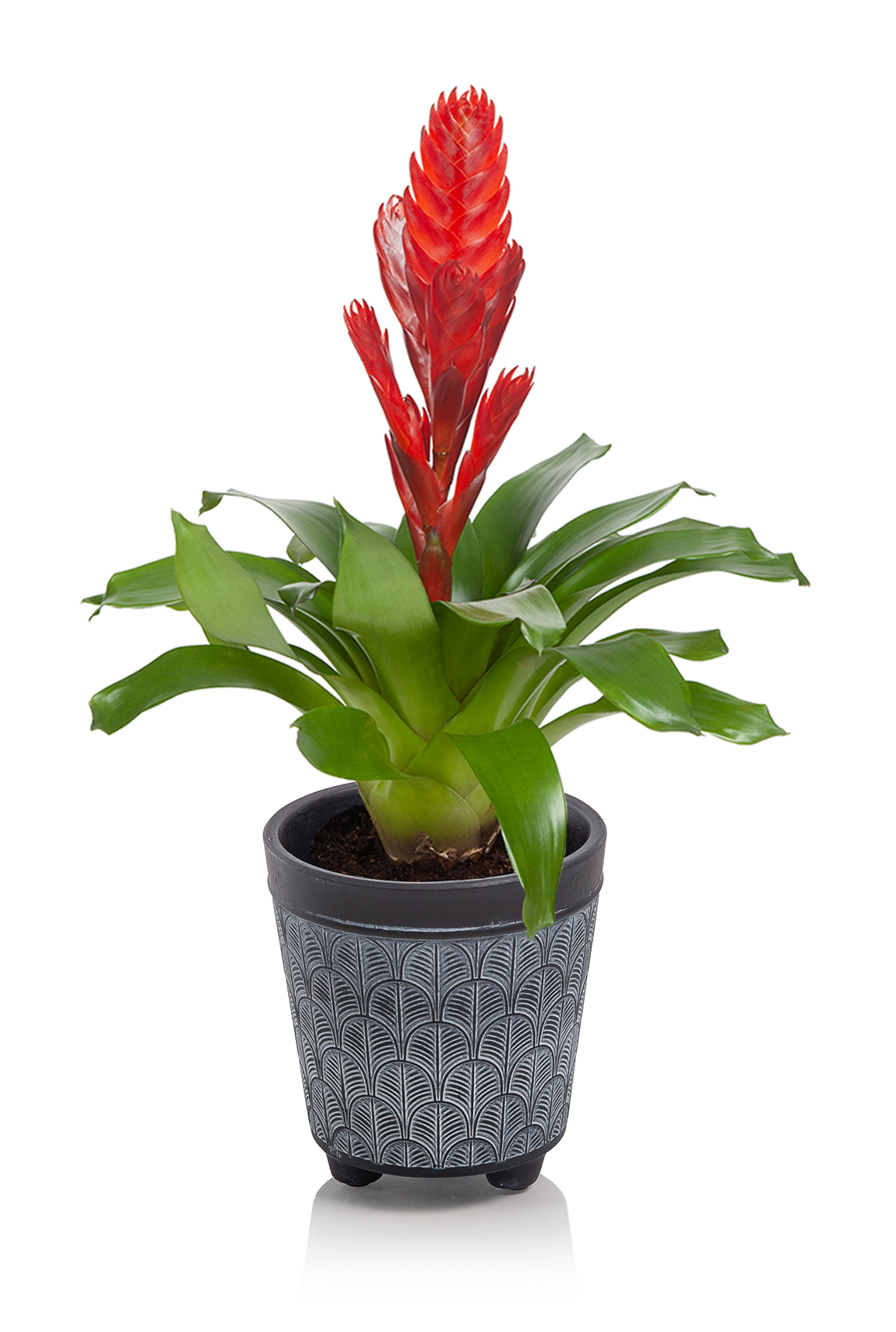 Max Scallop 5in_Bromeliad