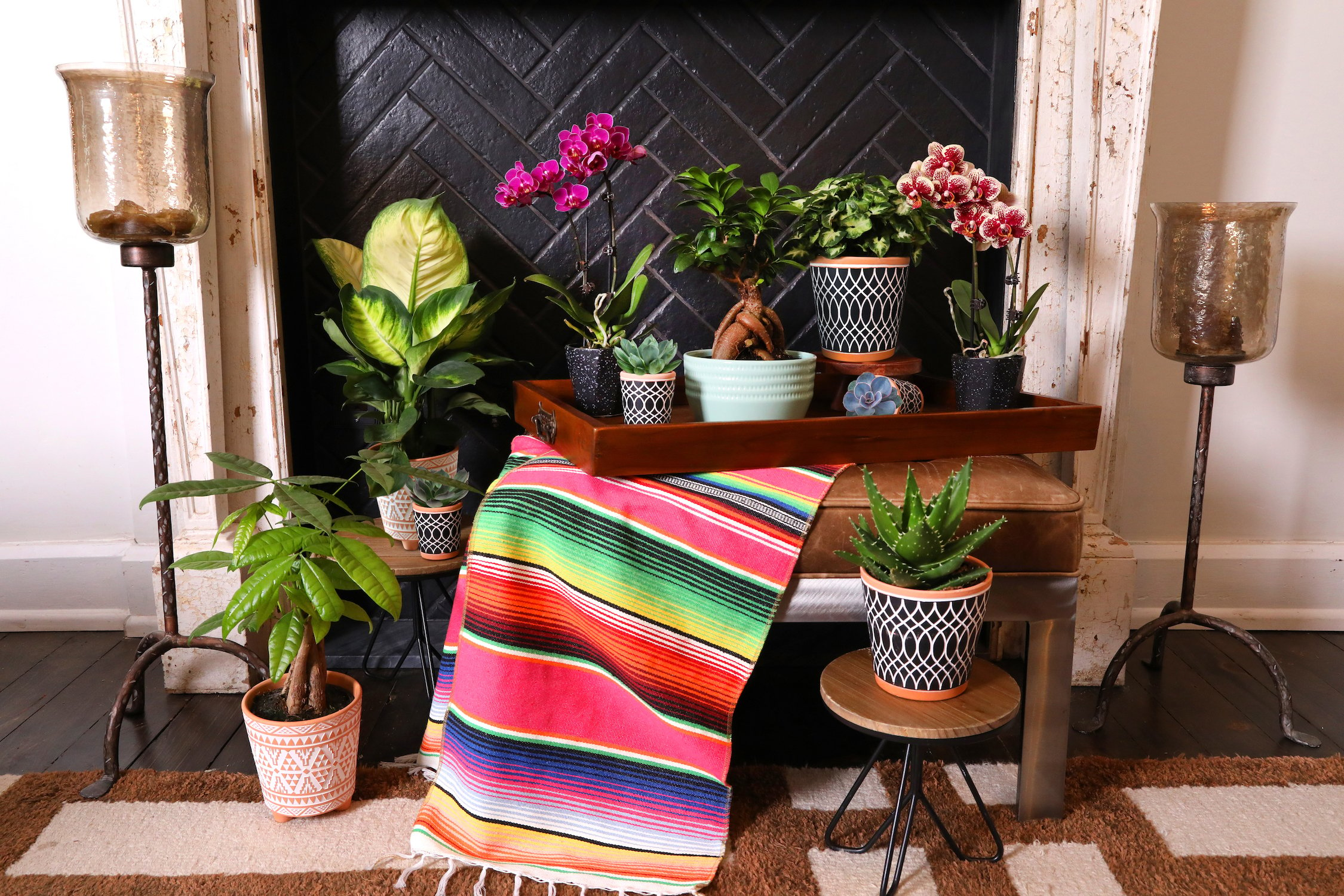 Max_and_Miles_Lg_Assorted_Plants_Horizontal_Fireplace_Lifestyle_1_0223_REV (1)
