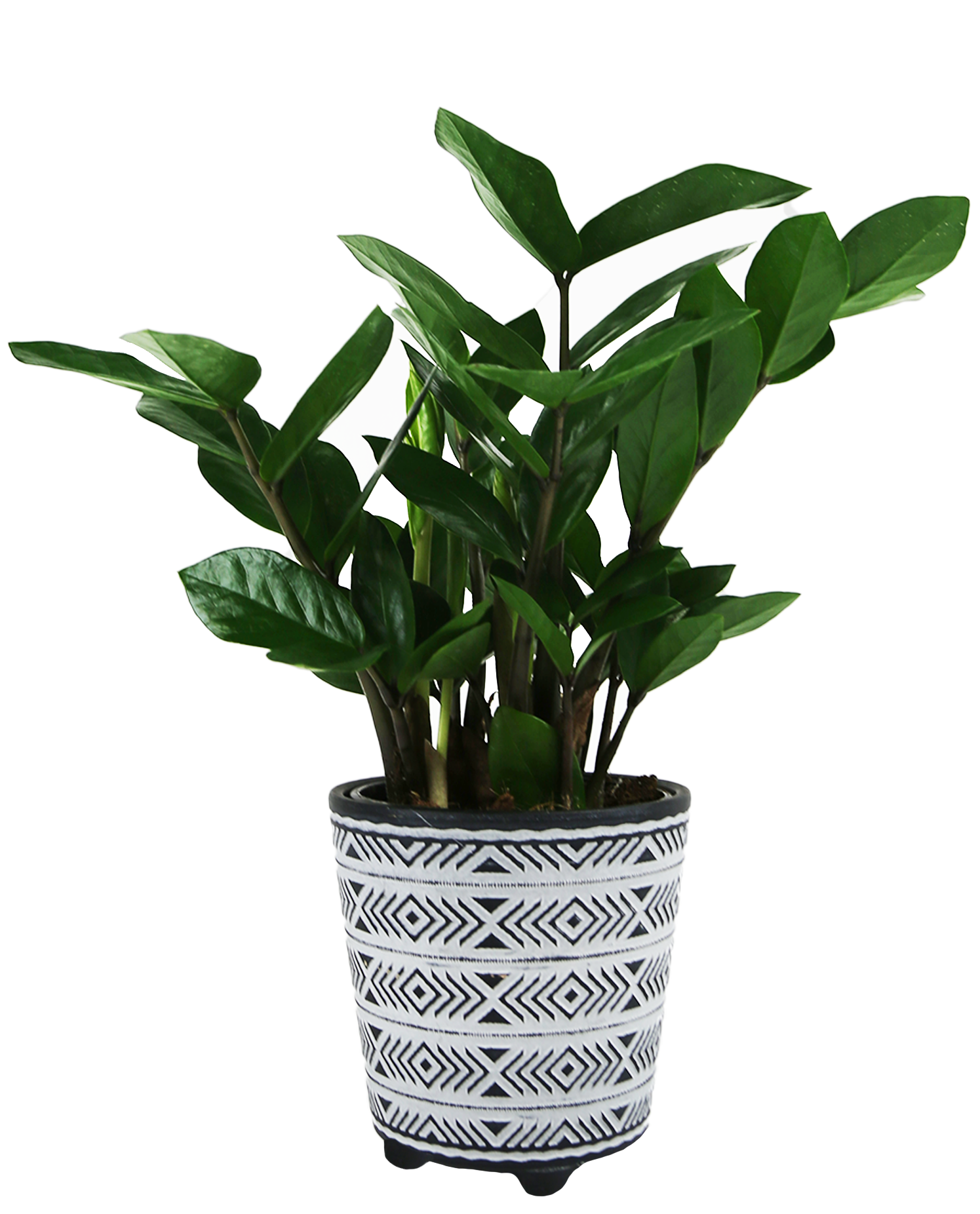 Miles Arrow Feet 5in_ZZ Plant Select Foliage