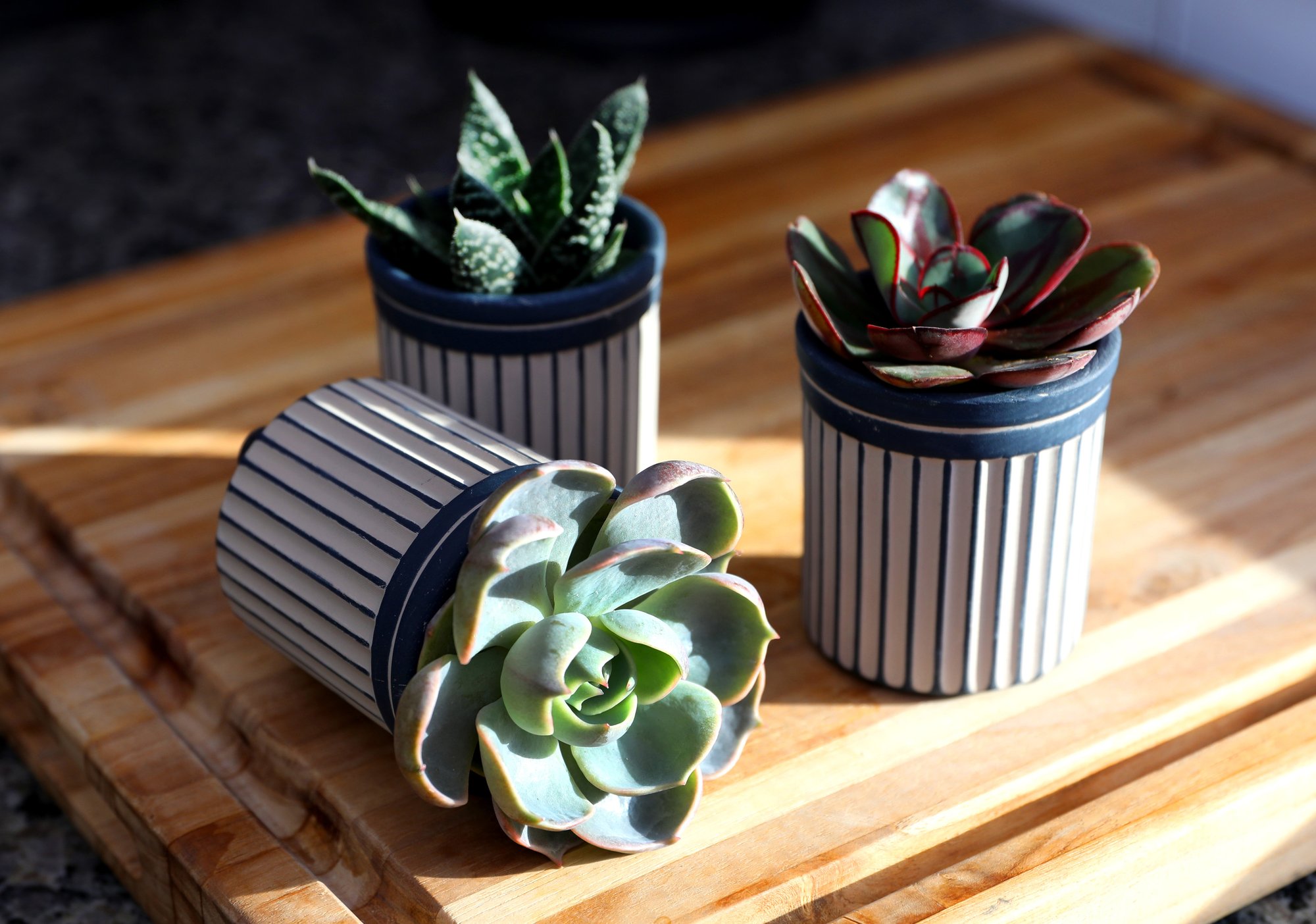 Miles_4.0_2.5IN_Succulents_Horizontal_Lifestyle_1_0224