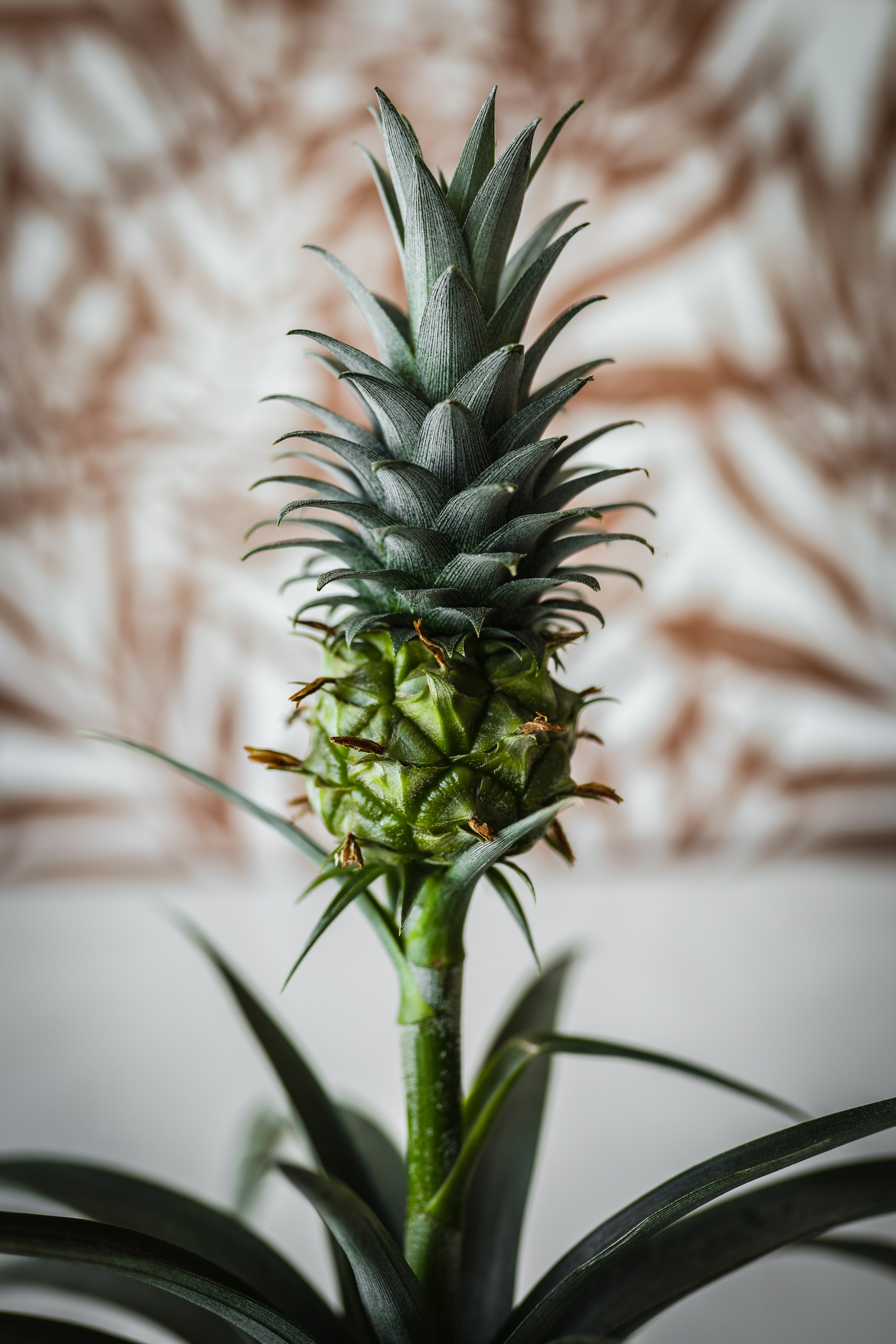 PineappleBromCurated-3