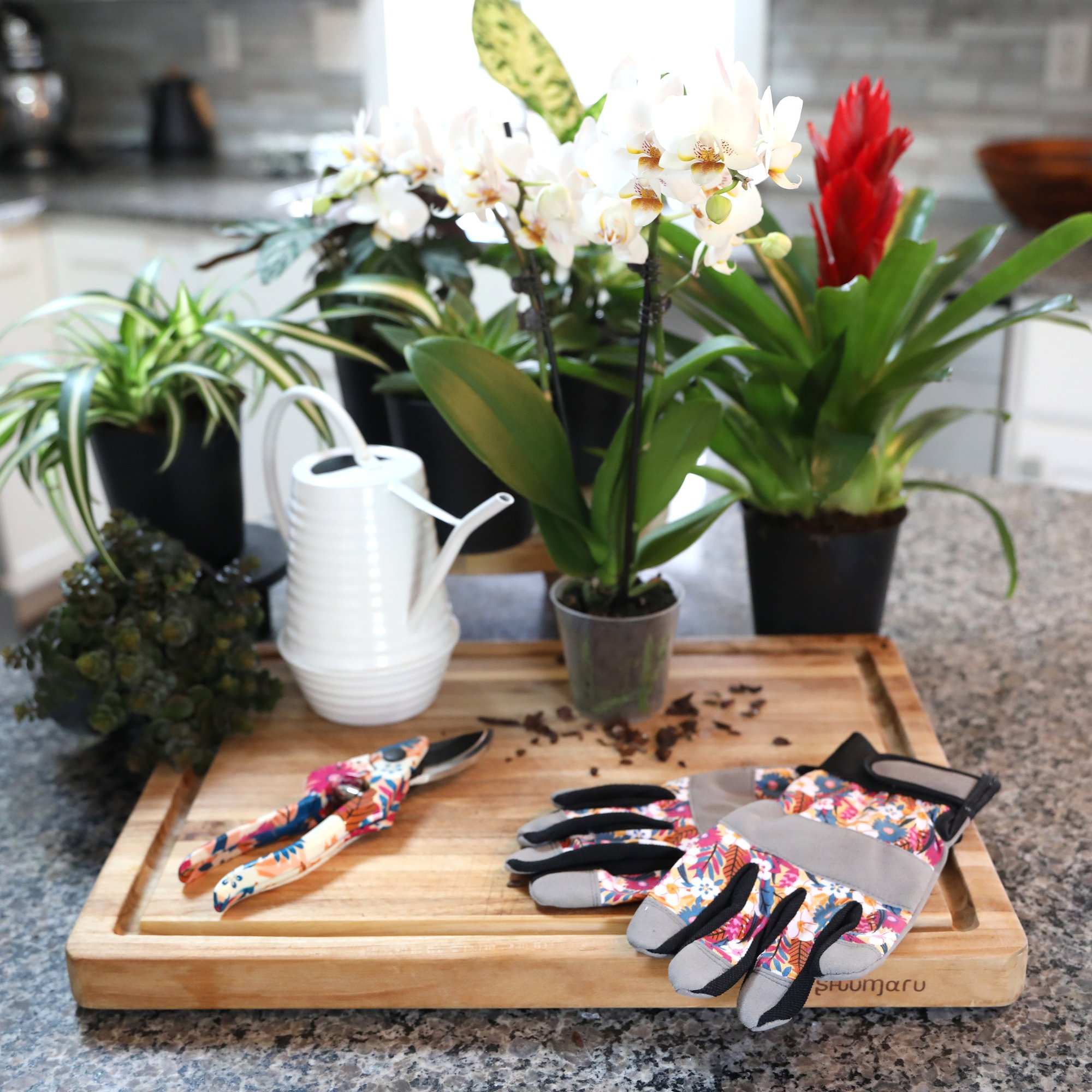 Plant_Care_Square_Lifestyle_2_0224-1