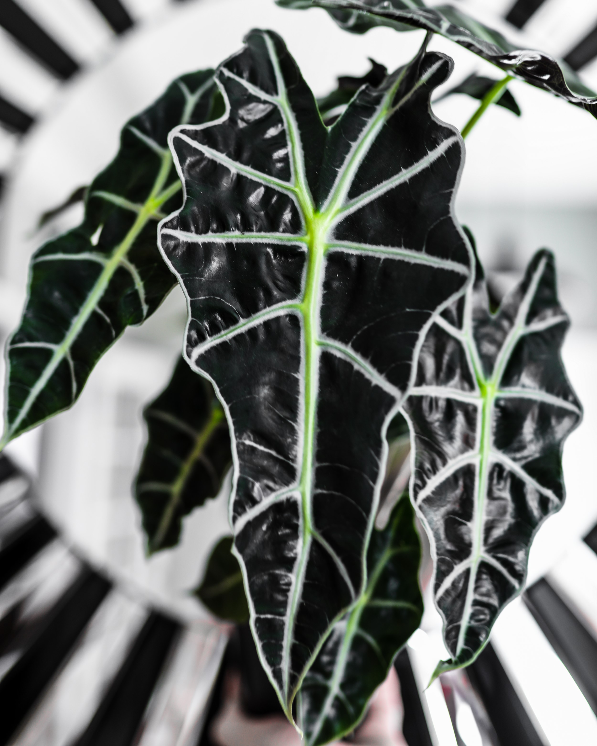 Halloween Alocasia Polly