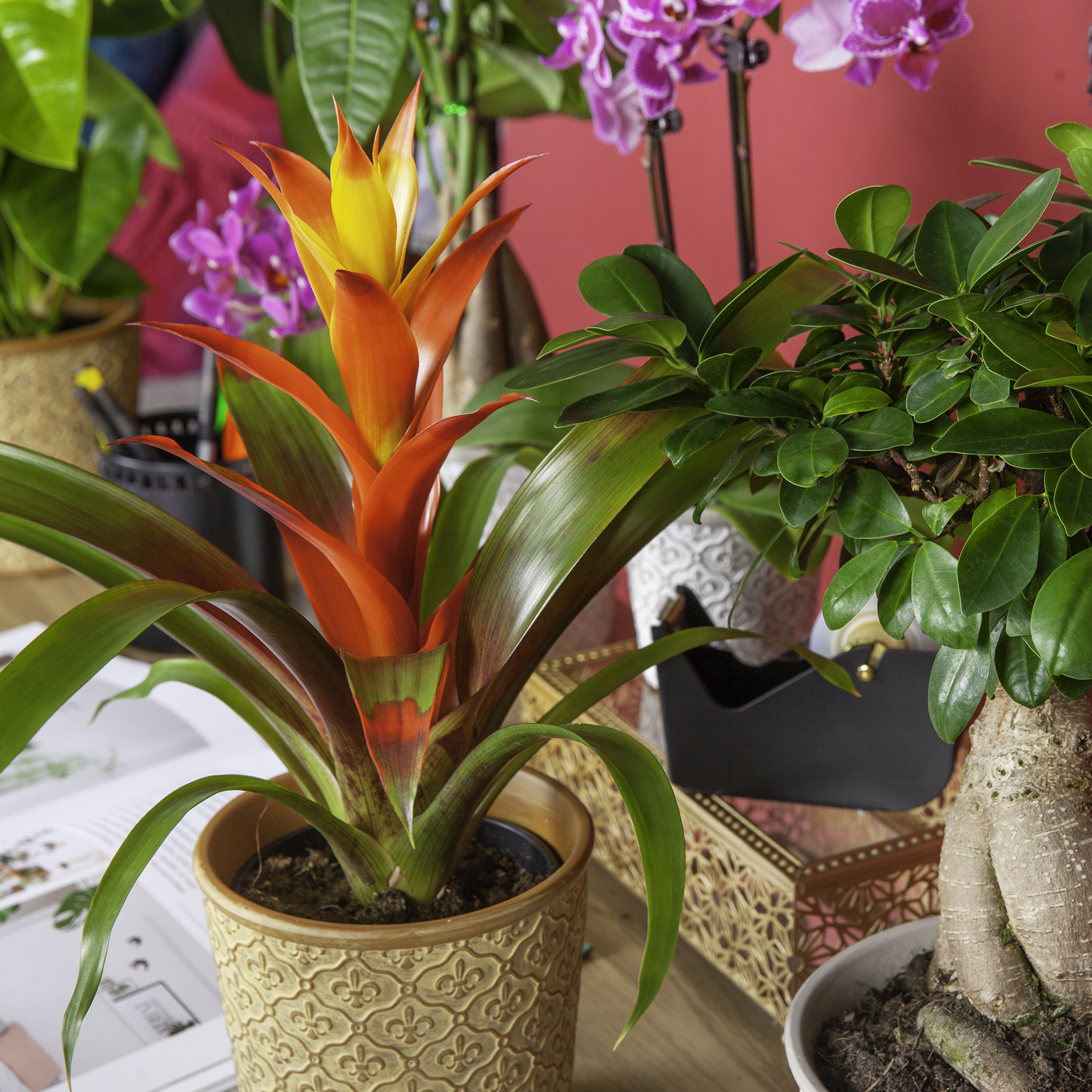 A bright orange and yellow potted bromeliad