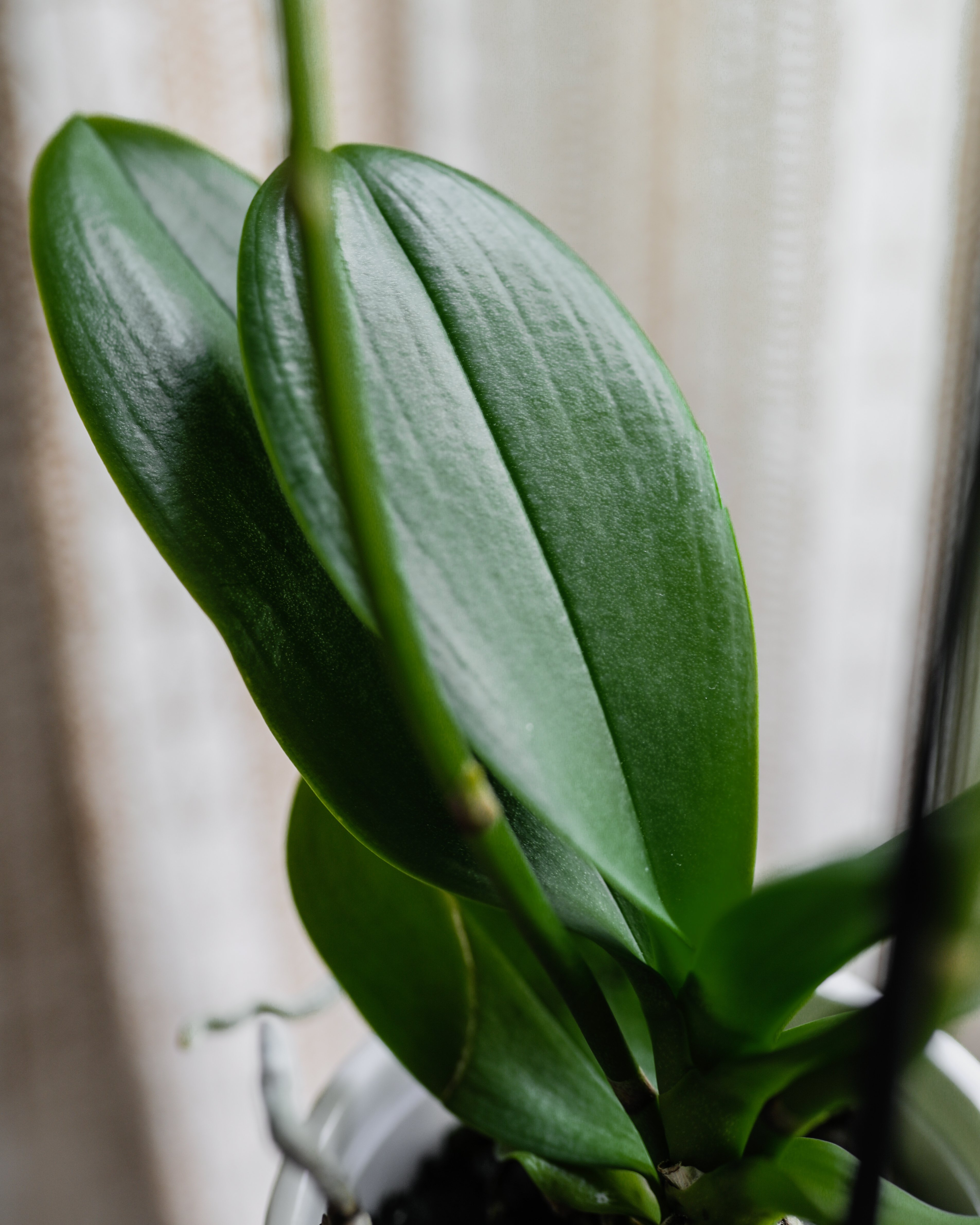 healthy orchid leaves