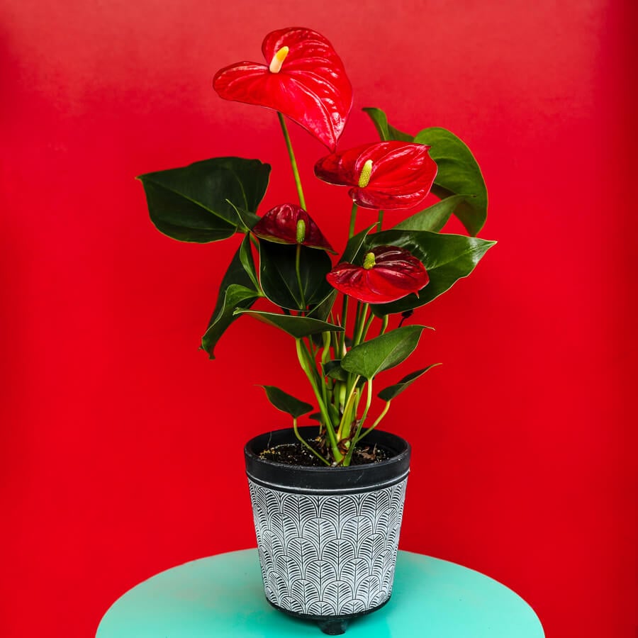 Care-Anthurium