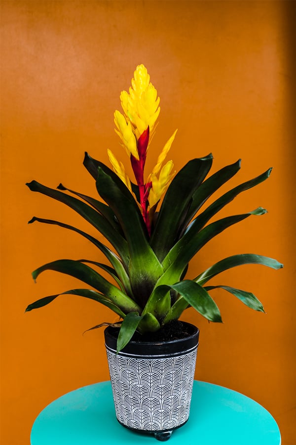 Care-Bromeliad