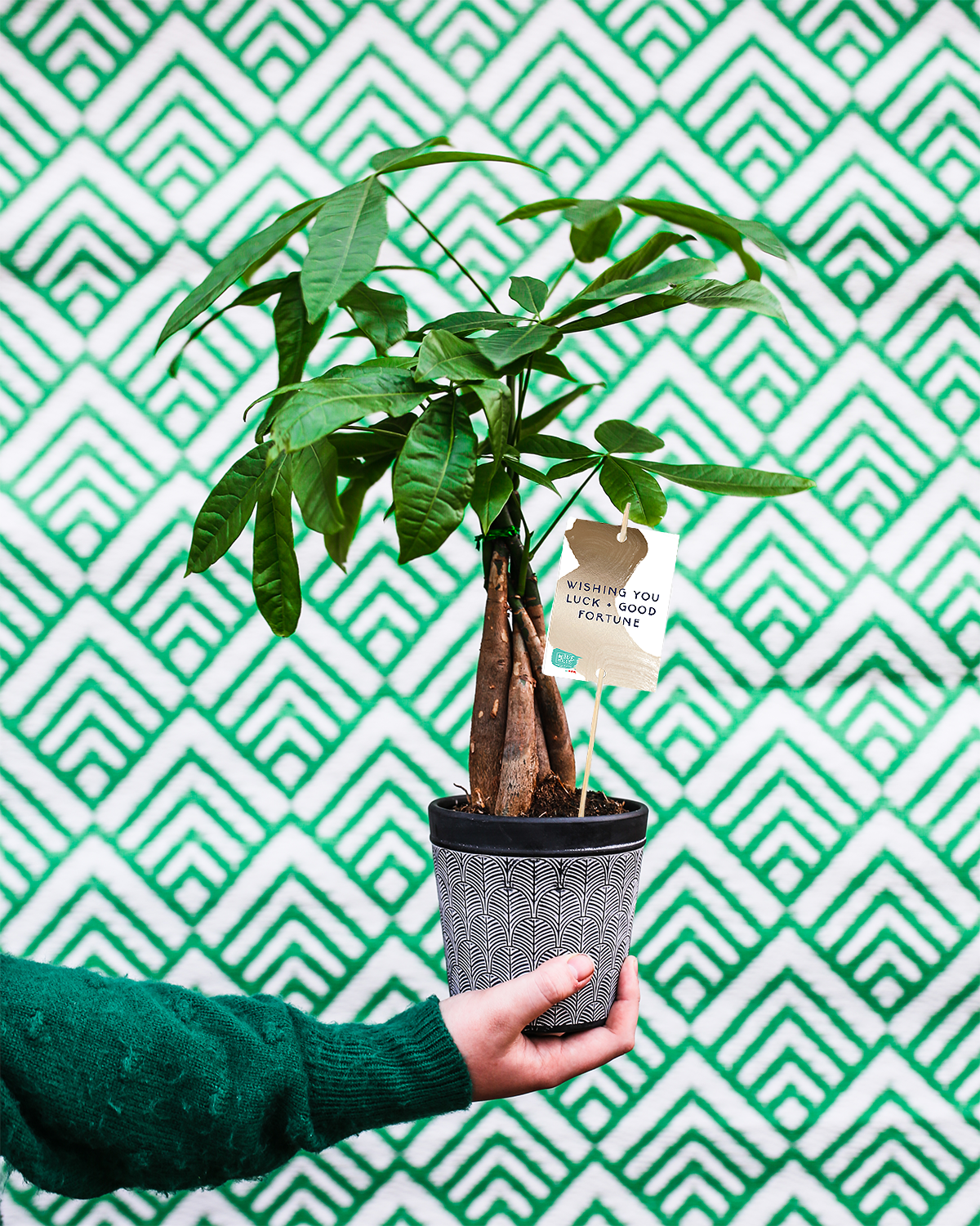 Luck money tree plant