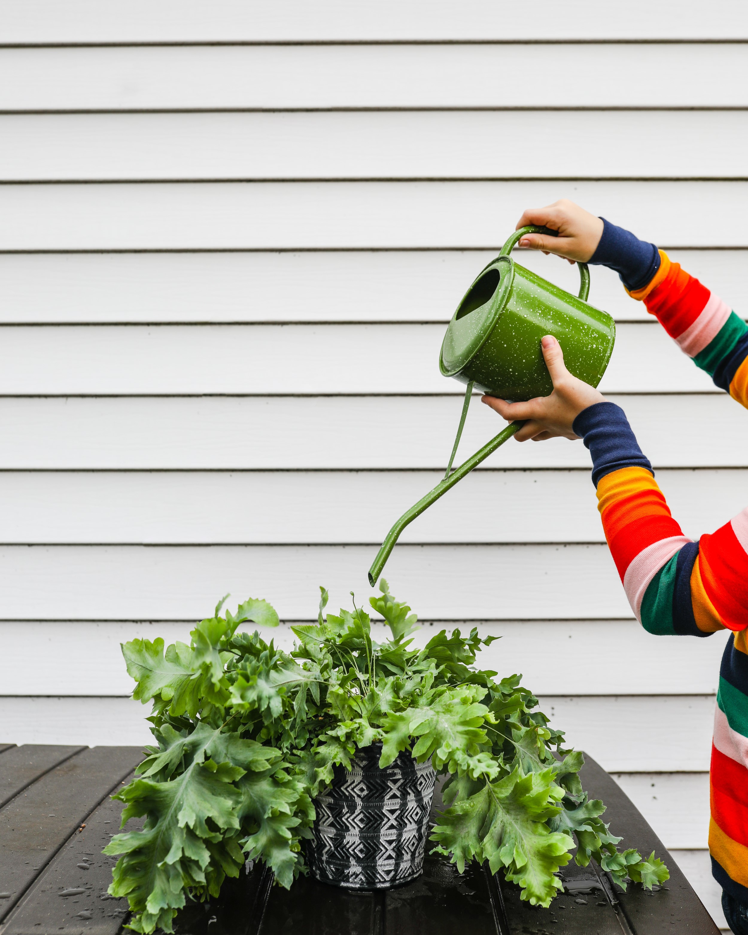 Best water for houseplants