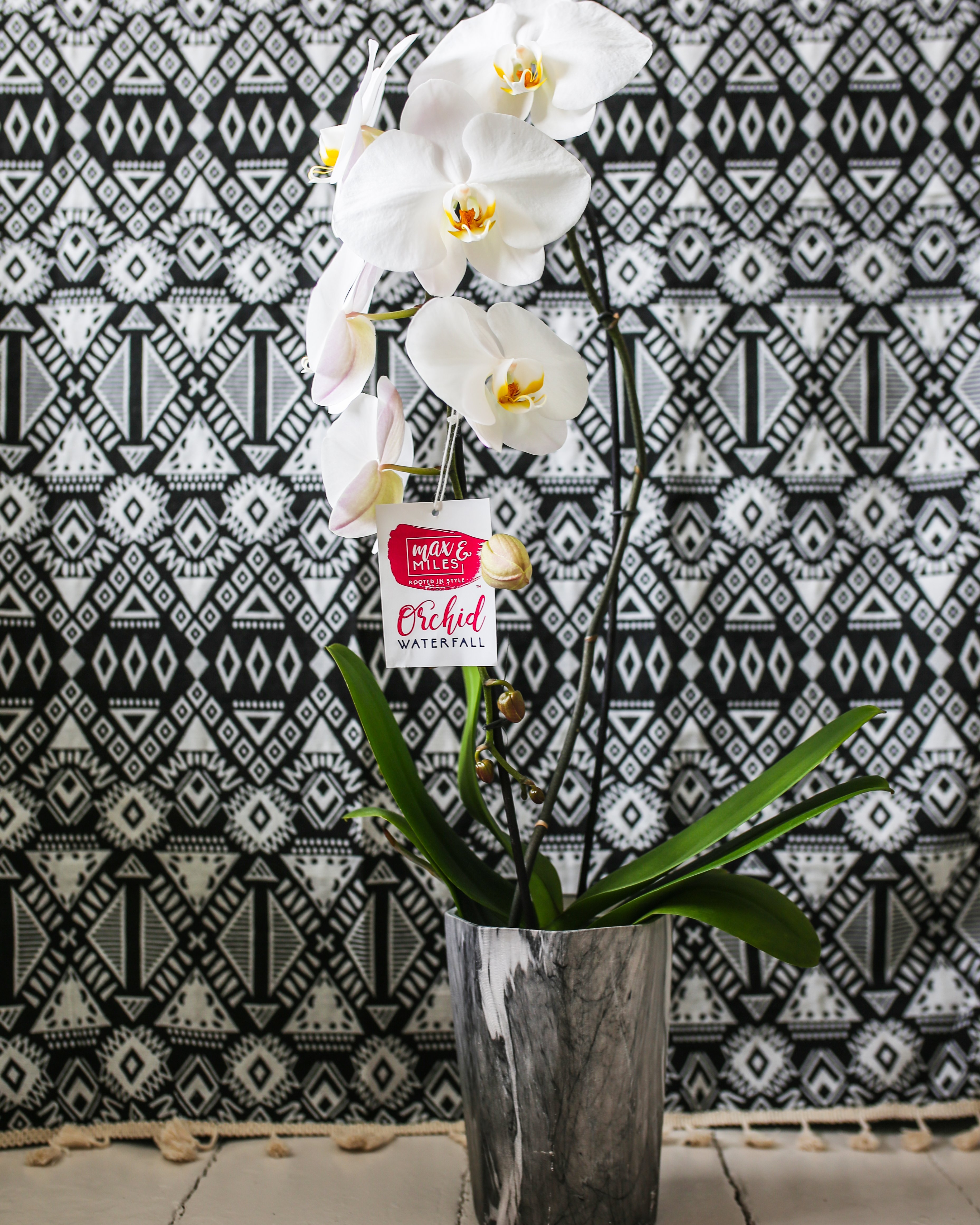 Waterfall Orchids for Plant Moms