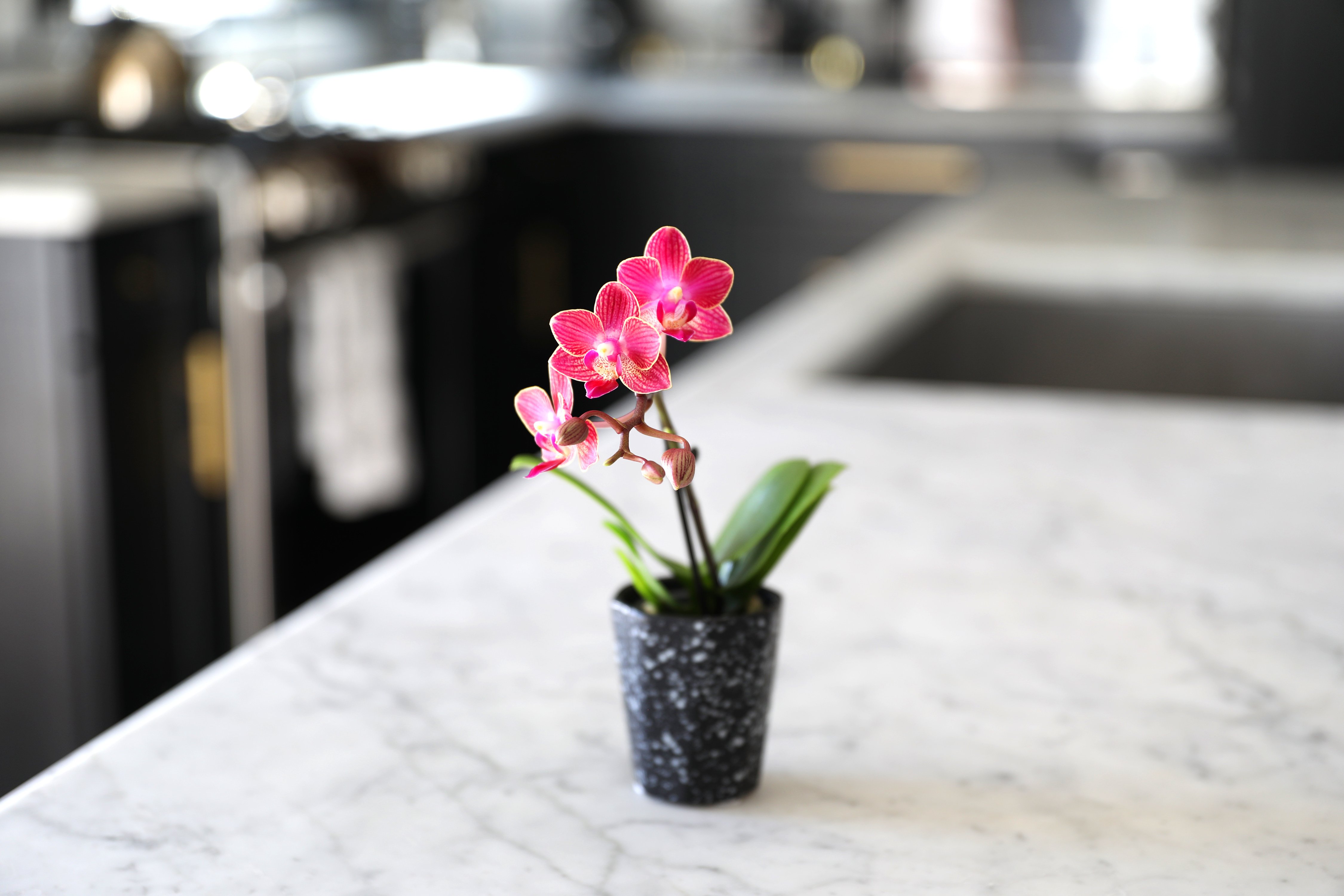 mini orchid on countertop