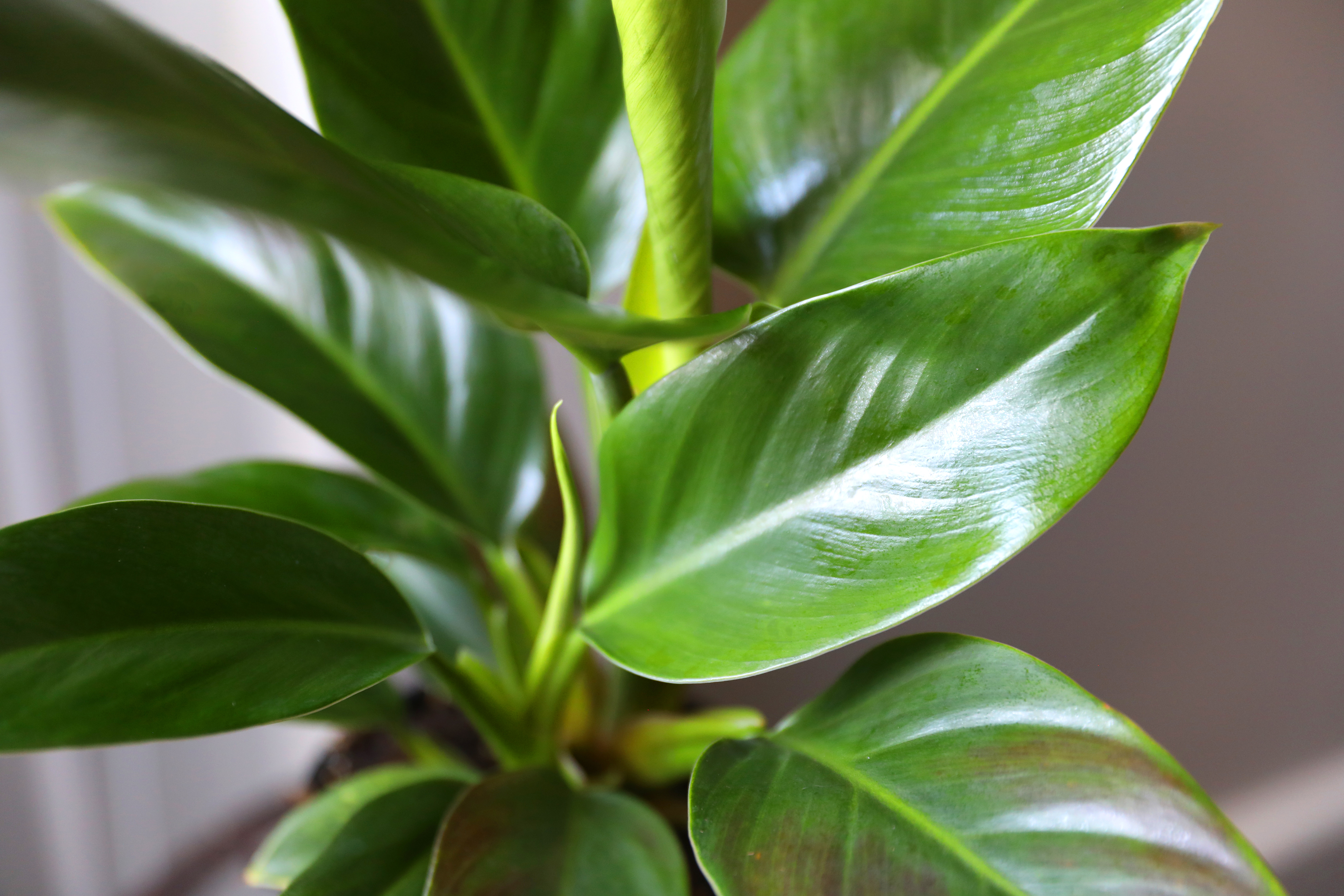 foliage plant macro