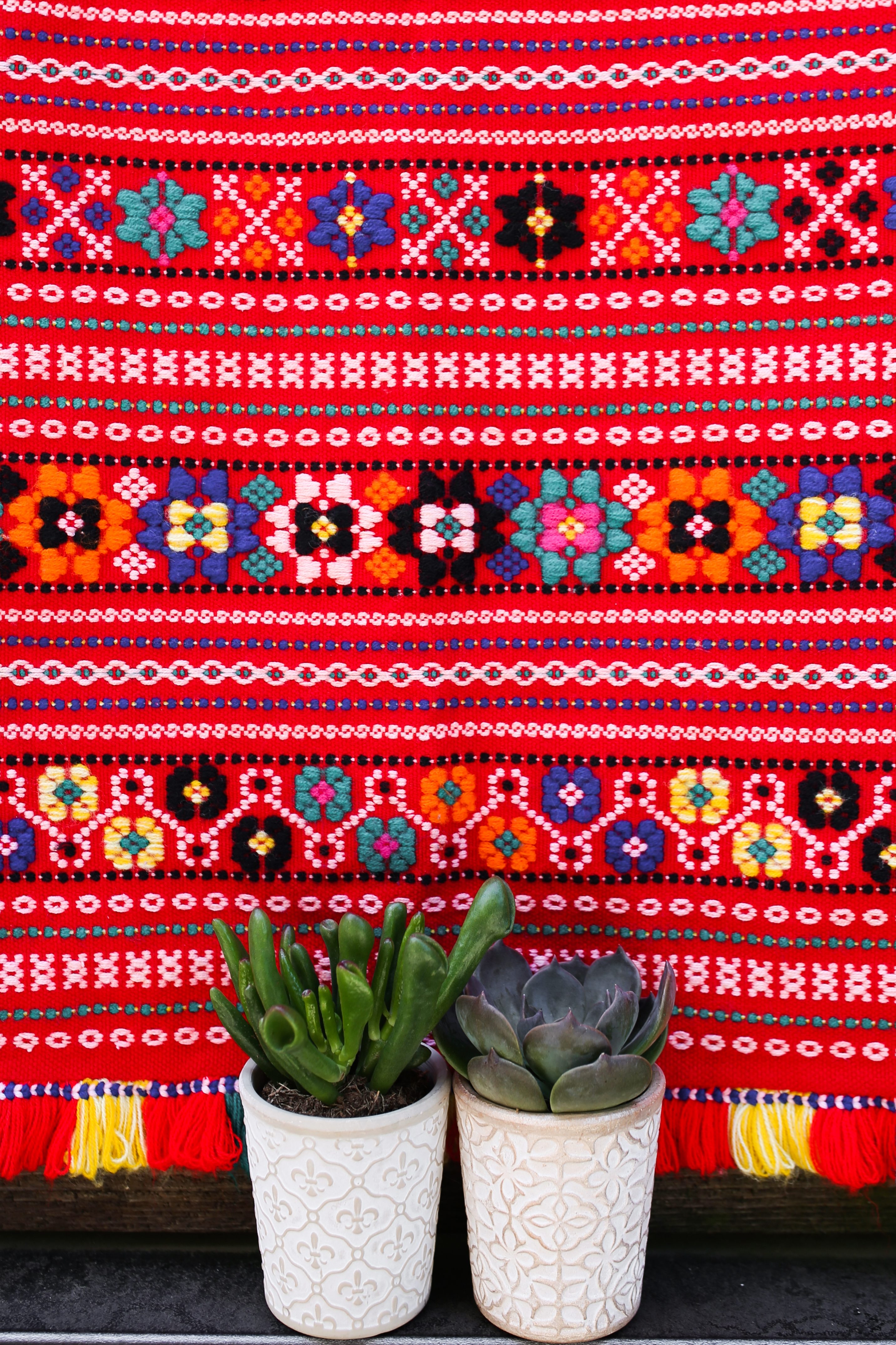 Two succulent plants in front of a colorful tapestry background. 