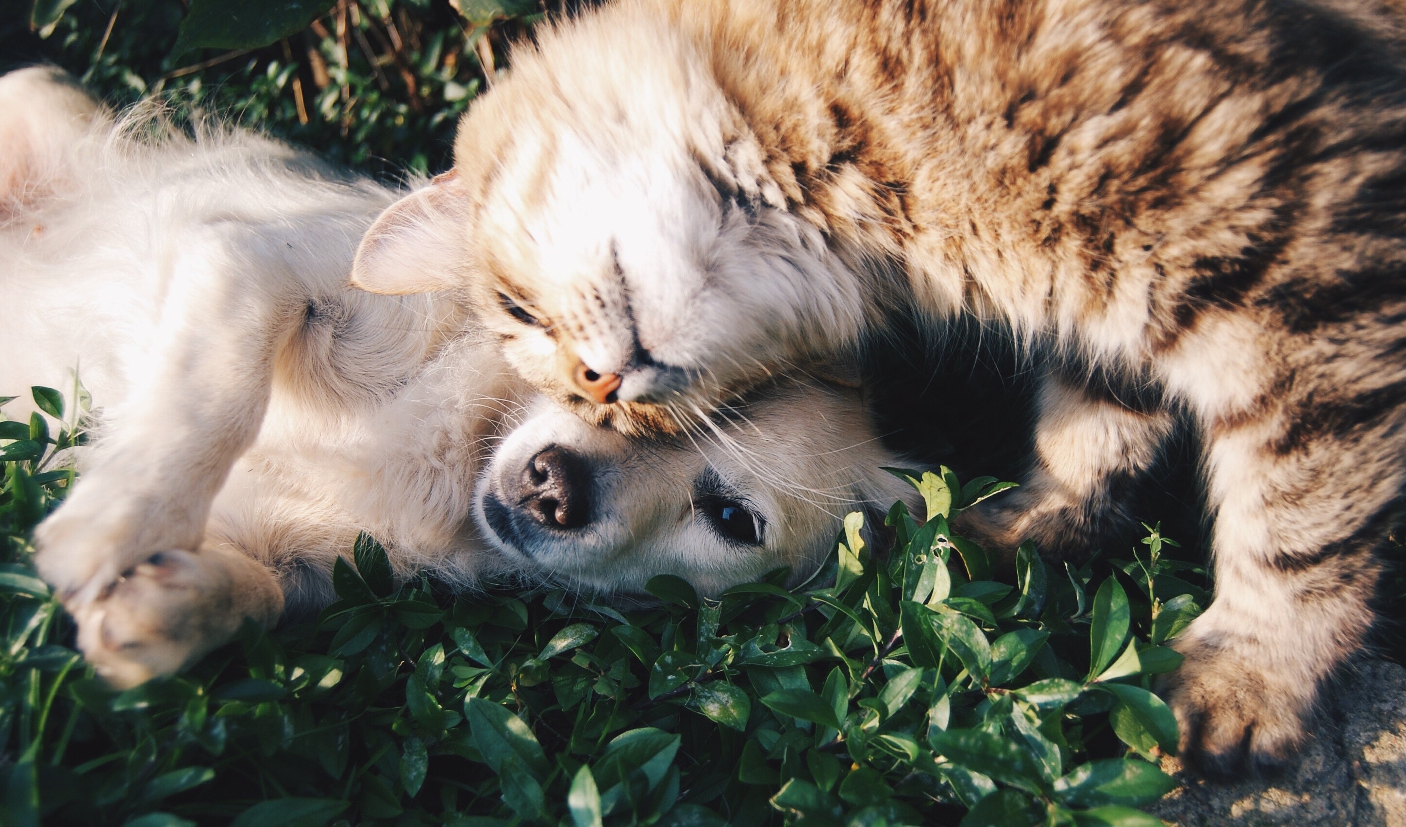 animal-cat-cute-46024-1