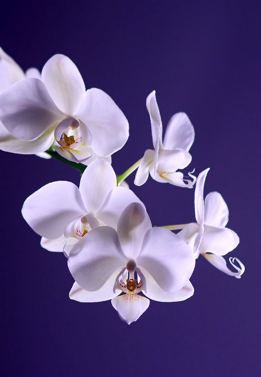 orchid-flower-plant-exotic-40744